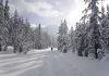 Mother Nature HIJACKS Christmas — Unprecedented Temps A person hiking on a snowy trail surrounded by tall pine trees