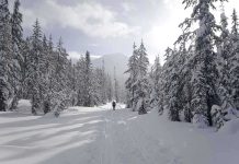 A person hiking on a snowy trail surrounded by tall pine trees