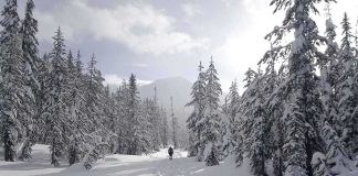 A person hiking on a snowy trail surrounded by tall pine trees
