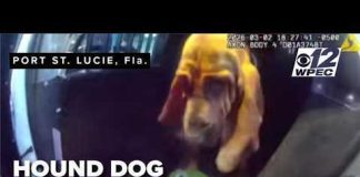 Florida K-9 Locates Missing Autistic Child in Wooded Area