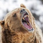 Bear roaring in snowy environment showing sharp teeth