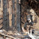 Battlefield Drone Airlifts Cat AND Dog A dog sitting beside a burnt wooden structure in a rural area