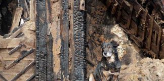 Battlefield Drone Airlifts Cat AND Dog A dog sitting beside a burnt wooden structure in a rural area