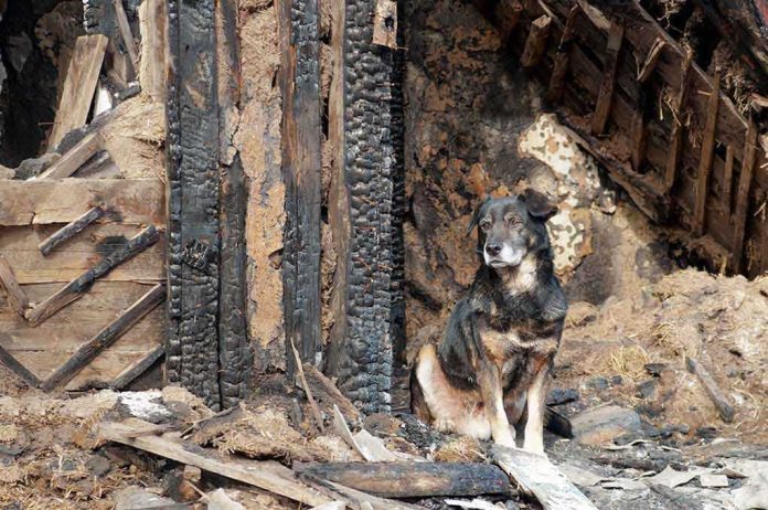 shutterstock_130633877.jpg A dog sitting beside a burnt wooden structure in a rural area