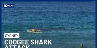 Shark Attack At Coogee Beach Leaves Swimmer Fighting For Life | 10 News