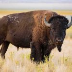 Bison Attack Launches Tourist Sky-High