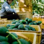 Avocados in yellow crates at an orchard