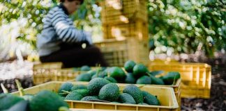 Avocado Supplyline SHUT – Consumers Grow Angry Avocados in yellow crates at an orchard