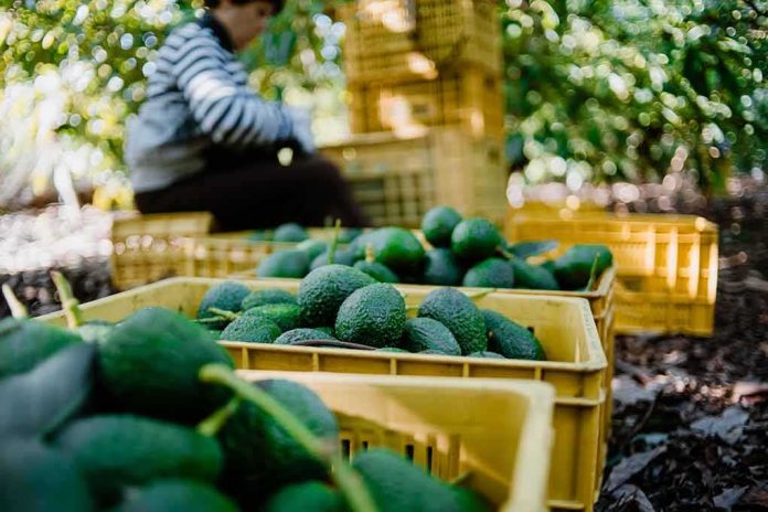 shutterstock_1623207445 Avocados in yellow crates at an orchard