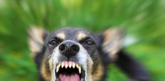 Aggressive dog snarling with bared teeth